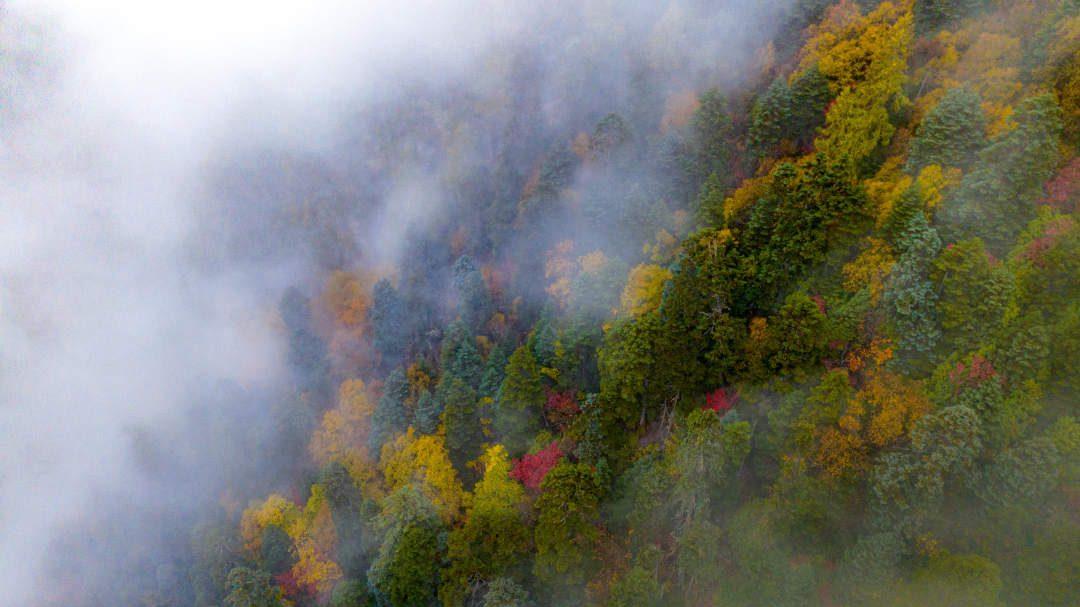 盆景|西藏林芝：云缠雾绕 层林尽染