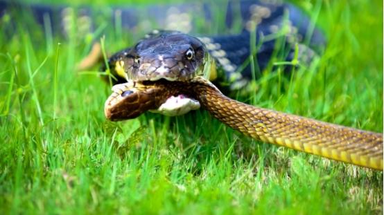 唯一没有天敌的蛇，“眼镜王蛇”，如果把它放到非洲会被克制吗？