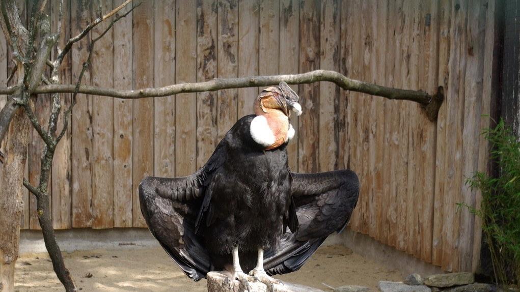 现存体型最大的猛禽，飞5小时不挥动翅膀，安第斯神鹰怎么做到的