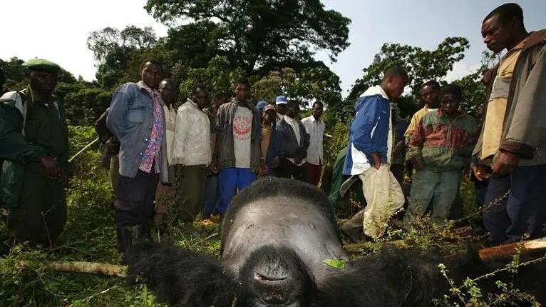 艾滋病源自非洲大猩猩？又是如何将传给人类的，科学家给出答案