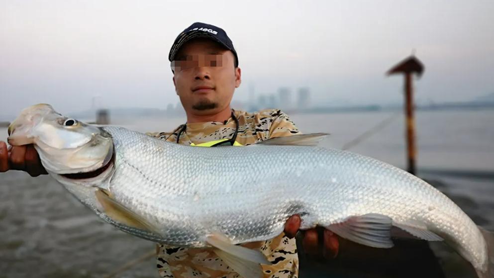 鄱阳湖|鄱阳湖水位下降, 水面可见米级翘嘴, 试问路亚爱好者, 敢钓不敢钓？