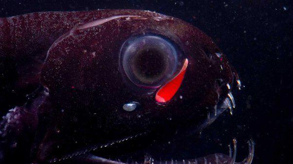 世界上最可怕的鱼是什么？