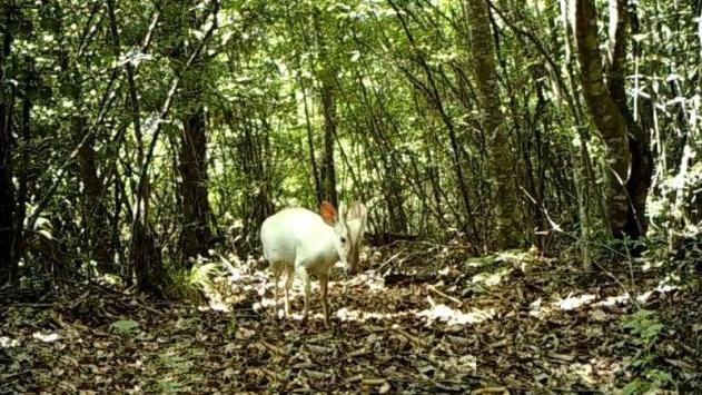 神农架|为什么神农架的深处，不允许人们前往？