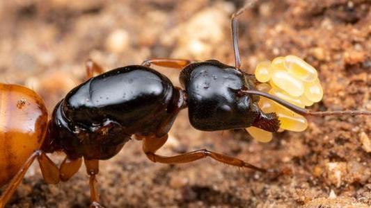 蚂蚁是地球上进化得最完美的生物，没有之一？为何会有这种说法？