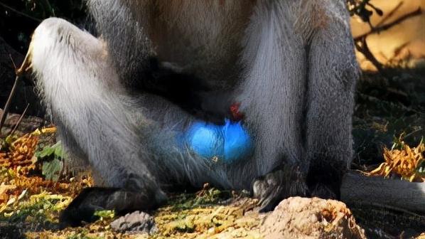为什么有些猴子的蛋蛋是蓝色的？丨奇怪的动物知识