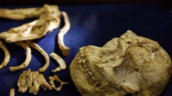 露西不再是“人类祖母”！南非发现古老遗骸，它比路西早100万年