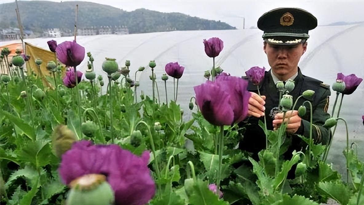 中国唯一合法种植基地：上千亩地全是罂粟，武警24小时持枪守卫