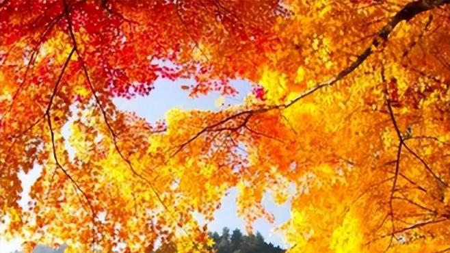 旅行|人间朝暮 叶落惊秋，关于秋游的古诗词，来一场走进秋天的旅行