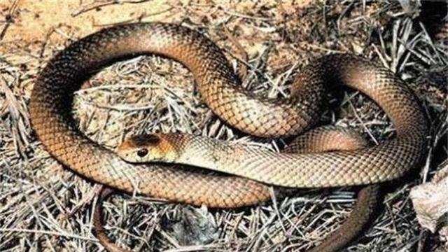 世界上最恐怖的“魔蛇”之一，攻击性强，性格暴躁：东部拟眼镜蛇