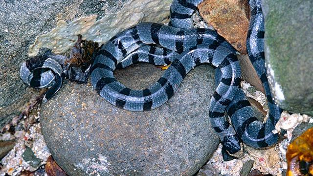 中国十大毒蛇排行榜 国内最毒的蛇排名 中国的毒蛇排名