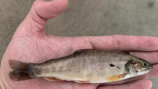 民警|20年老钓友钓鱼意外碰到警察，炫耀鱼获被告知钓到了二级保护动物