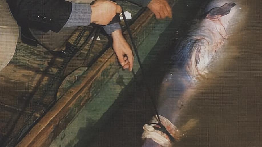 长江|再见，长江白鲟，功能性灭绝，无法产卵是主因，钓鱼更要保护动物