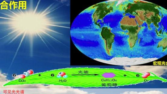 这个海洋中的“霸道总裁”，贡献了全球每年20%的原初生产力