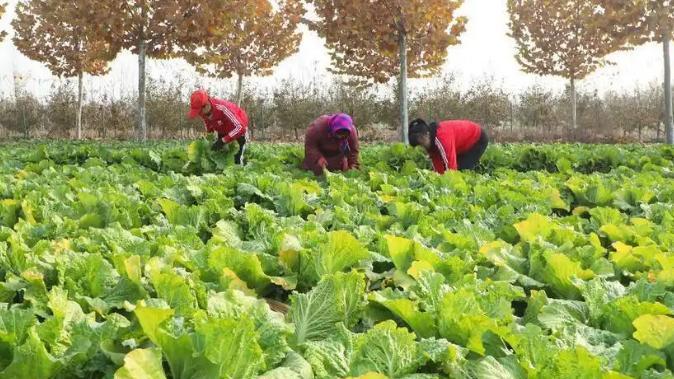 寒露将至！如何促进白菜包心快、包心实？老农教你两个方法