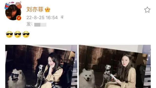 刘亦菲|刘亦菲晒35岁庆生照！与3只宠物同框状态好，对唐嫣的回复好甜