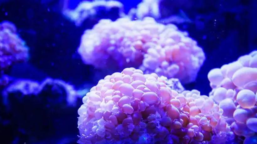 危机中珊瑚的 4 种潜在解决方案