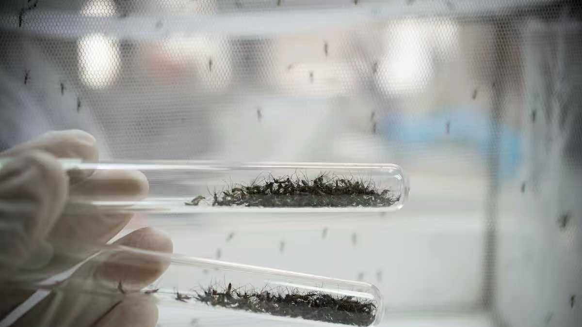 你被蚊子咬了吗？为何蚊子眼里的你格外鲜美？清华团队通过老鼠找到了答案