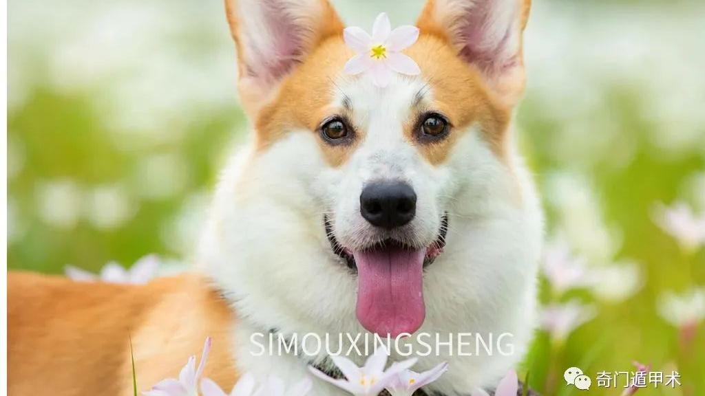 薪酬|生肖运势 | 2022壬寅年丁未月（7月7日至8月7日）十二生肖运势