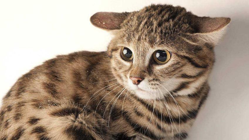 世界上战斗力最强的8种猫，敢于挑衅雄狮猎豹