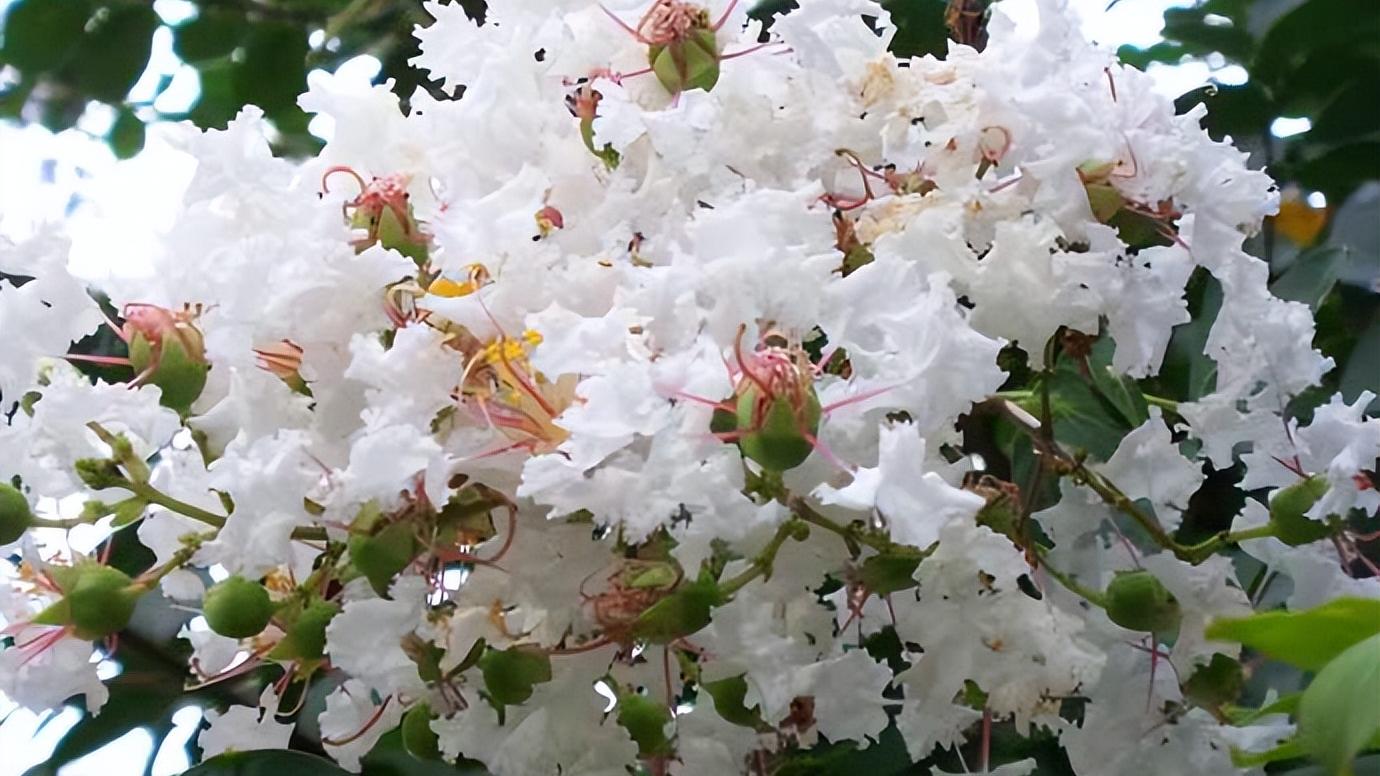云南|从不辜负，总有花儿在等，约不约？