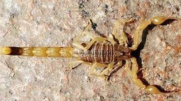 自然界的残酷法则，小蝎子生下爬不上母蝎子后背，就会被吃掉？