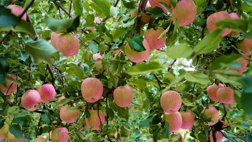 卫星|十一项农业人工智能研究最新成果，推动智慧农业智能化进程