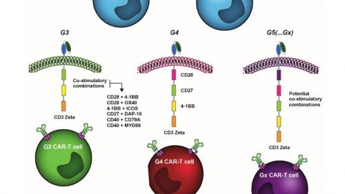 CAR-T细胞中的TNFRSF共刺激域