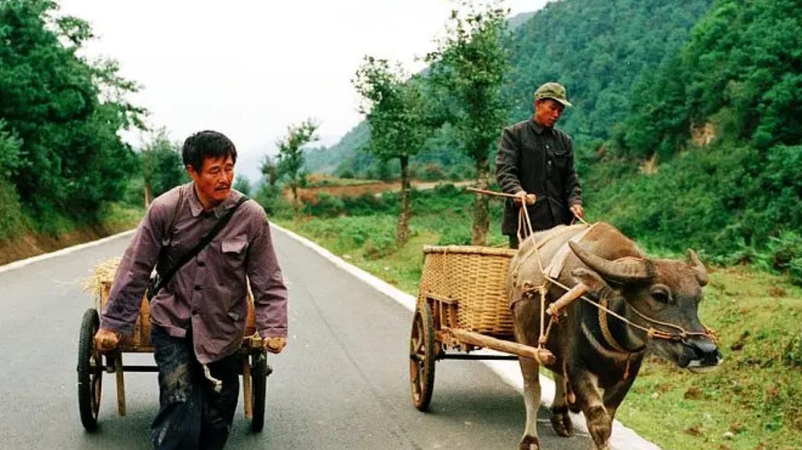 落叶归根|电影《落叶归根》，小人物的悲哀，映衬着国家的短板和人性的卑劣