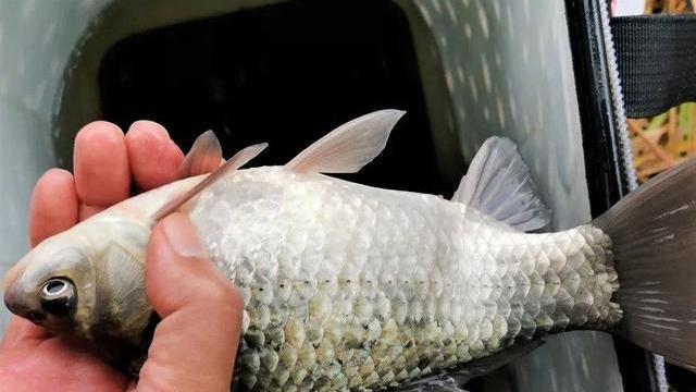 |夜钓用饵与白天有何不同？钓同一种鱼，作钓水域不同，用饵也不同