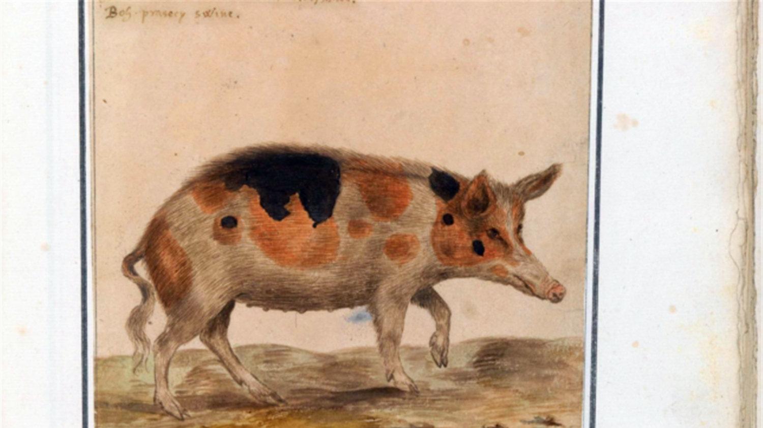 专家指出：中世纪题材游戏里的猪有问题，它们应该高瘦且有獠牙