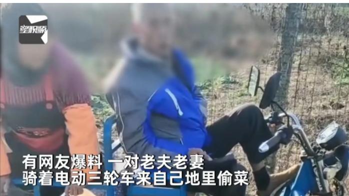 江苏苏州，一男子种的菜经常被偷，由于损失不大，也就没有报警