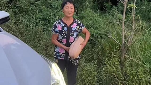 老人组团偷瓜后续：南瓜连夜被砍坏，女主欲哭无泪