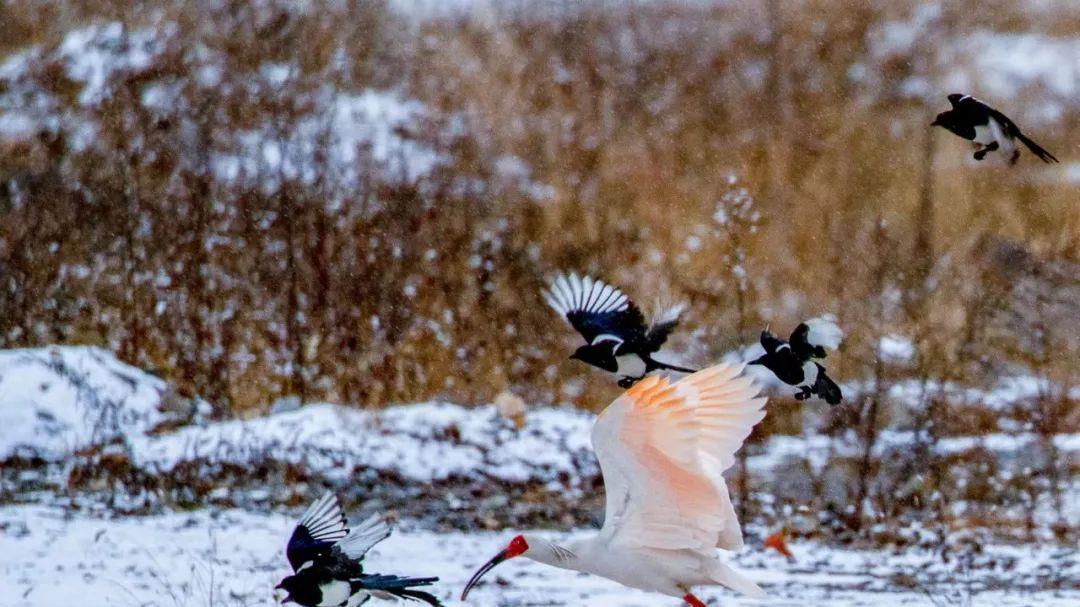 |铜川柳林雪地朱鹮【摄影铜川李雪平】