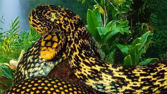 无毒蛇王！全靠野蛮吃蛇输出？王锦蛇：没有一条毒蛇能活着离开