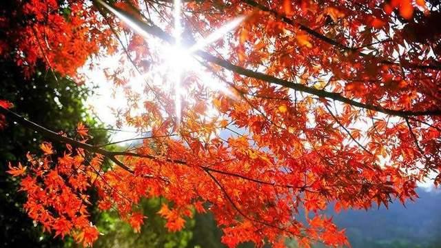 湖南|惊艳整个秋天的湖南枫叶“红”，到底有多美？！