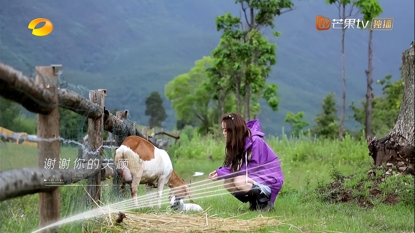芒果台|芒果台太牛了！事实证明：《牧野家族》不用主持人，也能成大爆款