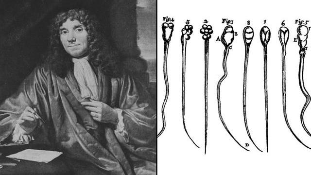 精子“欺骗”科学家343年！新研究：精子不是左右摆动前进