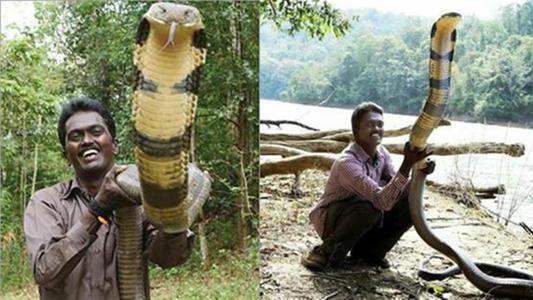 盘点那些蛇中之最，各种令人恐惧的蛇，蛇类当中顶尖的蛇