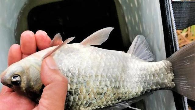 |中鱼就一定需要漂亮大动作？钓鱼怎样调漂才能让鱼吃饵容易入口？