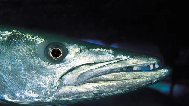 海底深渊，隐藏了一个来自基因深处的秘密