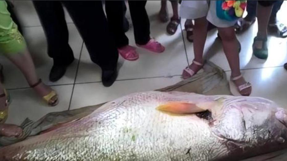 2012年，福建渔民捡到160斤大鱼，卖出300万天价，连夜搬家离开