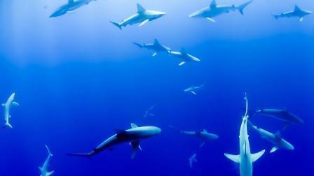 印度洋超5000米深度发现一个鲨鱼墓地，其中的化石历史横跨百万年