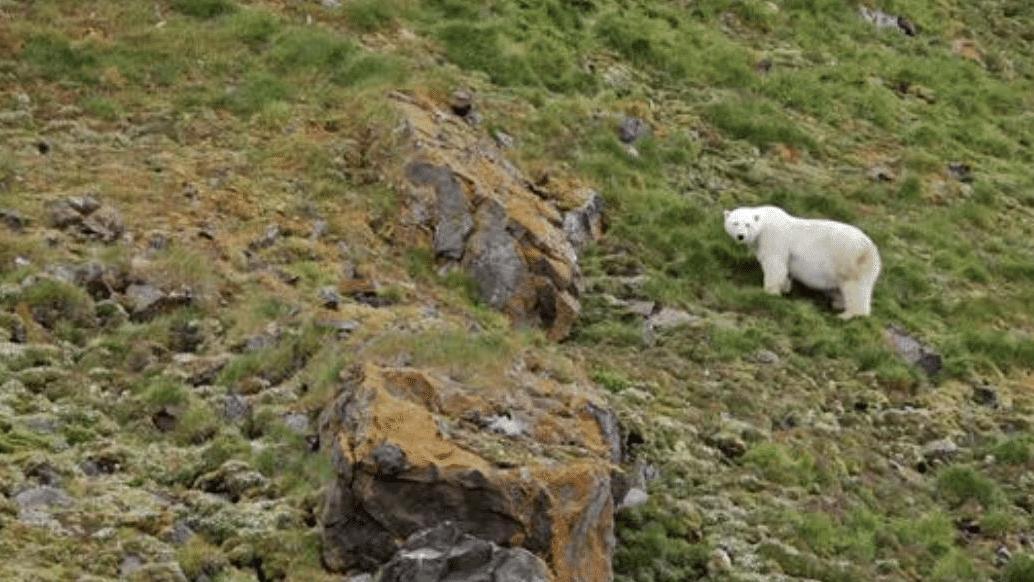 北极生机勃勃的绿色，是对人类最致命的警告