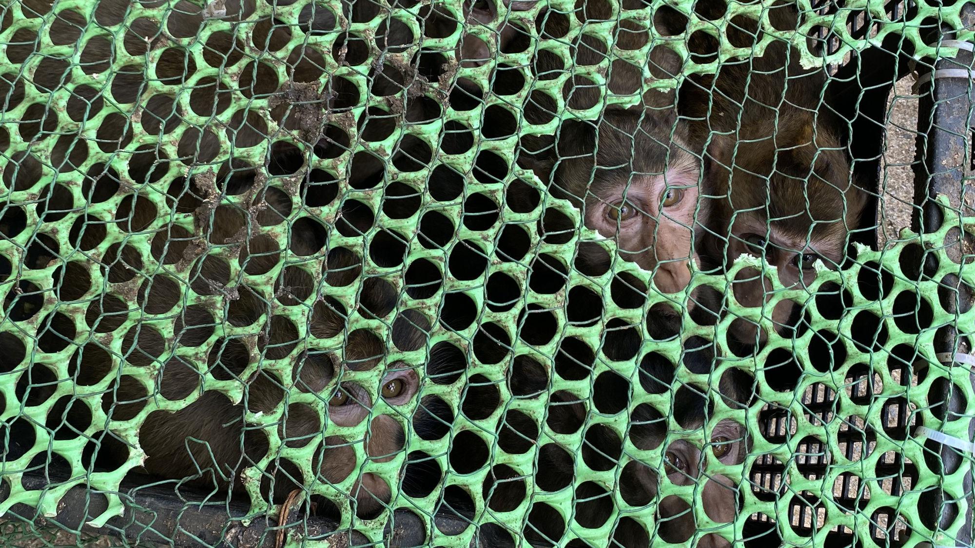 广西百色查获47只国家二级重点保护野生动物食蟹猴