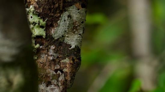 自然界的伪装高手，动物隐身大师，眼力不好的还真看不见