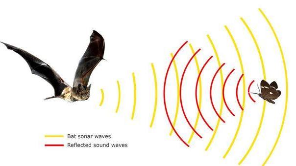 用声波打败声波？新研究发现：飞蛾能利用超声波防御蝙蝠