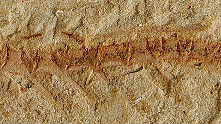 在一块5.25亿年前的节肢动物化石中发现了最古老的大脑样本