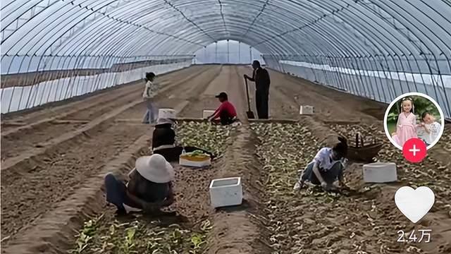 直播带货|田静带全家直播带货，陷入舆论后全家大棚干活，奇奇悦悦捧场卖力