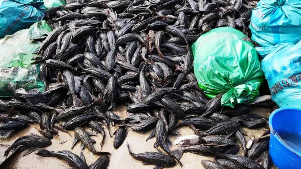 因人为放生泛滥成灾，一天可吃掉5千粒鱼卵，已造成多种鱼类灭绝