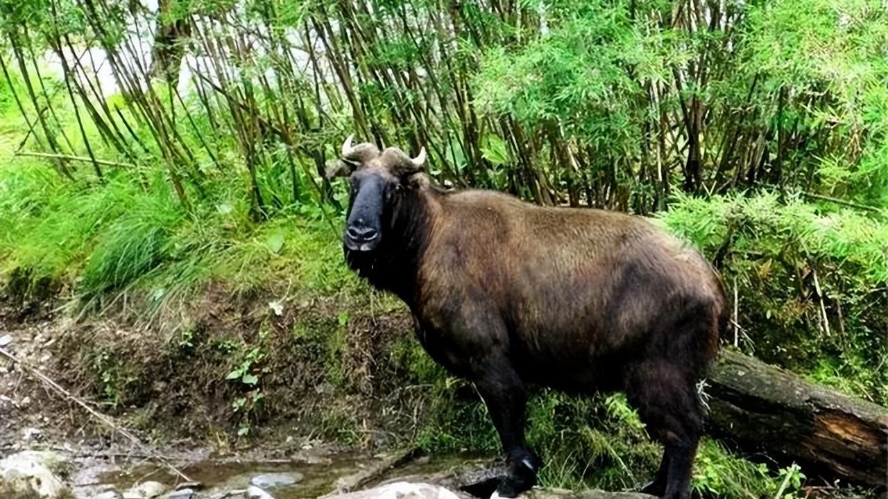 高黎贡山出现六不像，头如马角如鹿，蹄如牛尾如驴，怕狼群围攻